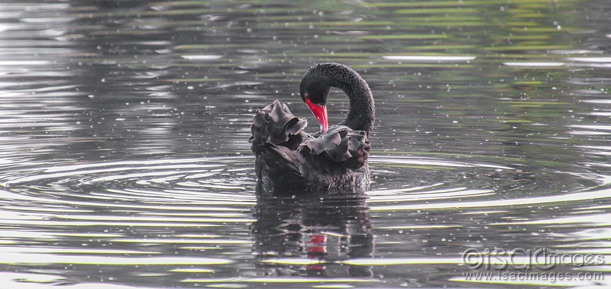 Click image for larger version

Name:	9090-Swan.jpg
Views:	82
Size:	123.8 KB
ID:	479039