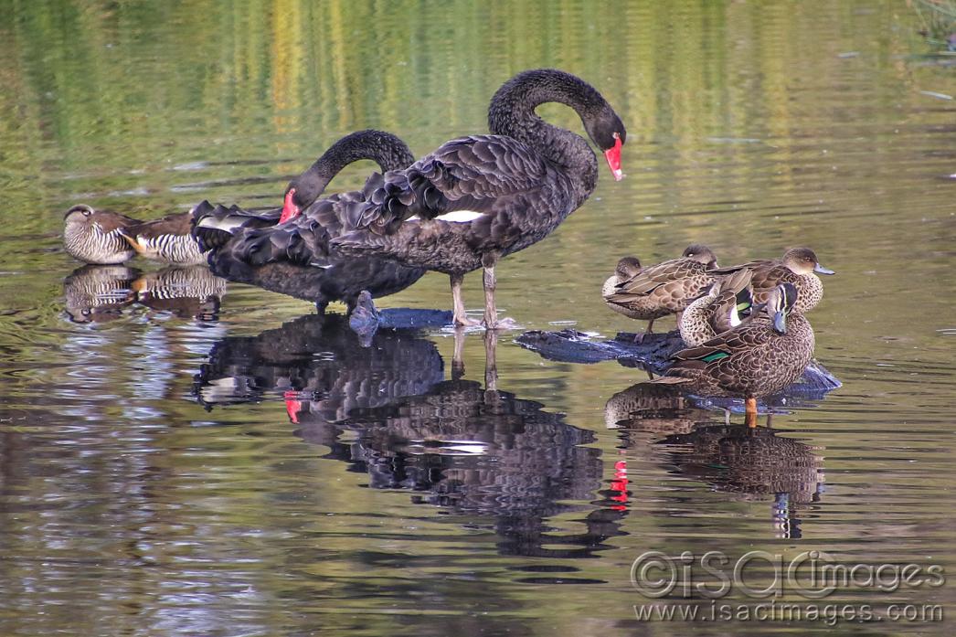 Click image for larger version

Name:	9121-Swans_On_Log.jpg
Views:	93
Size:	137.6 KB
ID:	479040