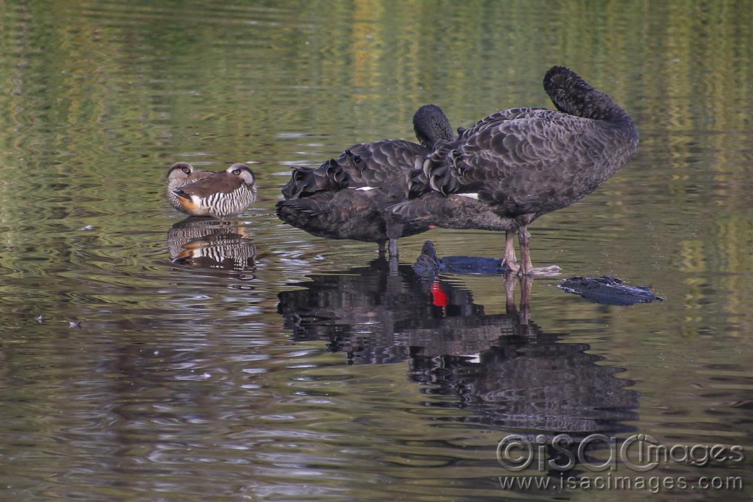 Click image for larger version

Name:	9138-Swans_Pink_Eared_Ducks.jpg
Views:	76
Size:	125.7 KB
ID:	479041