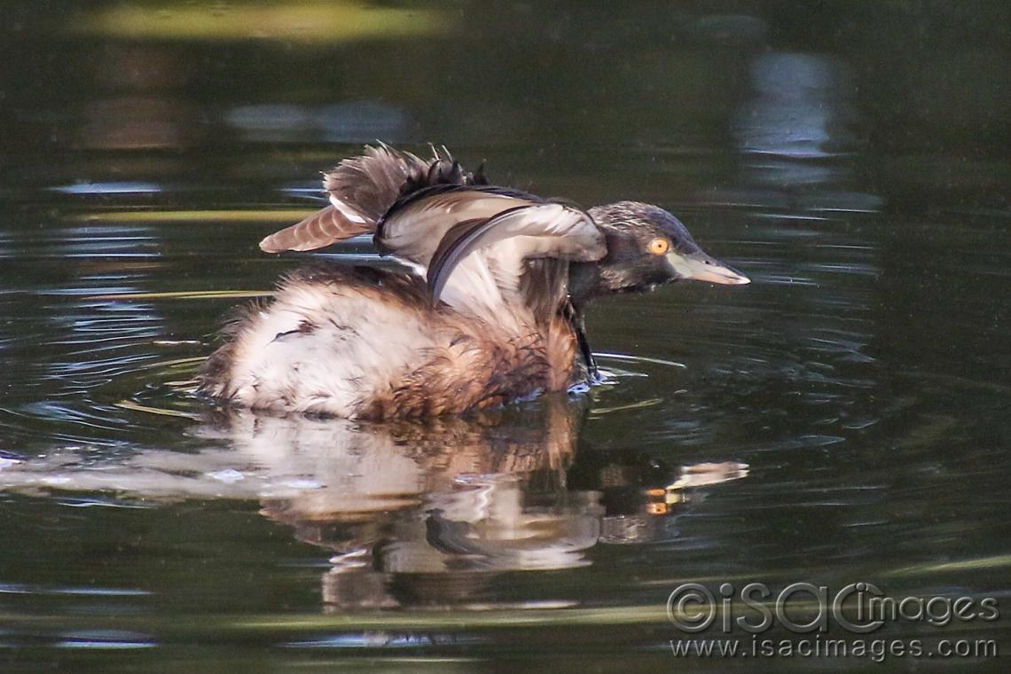 Click image for larger version

Name:	9282-Australasian_Grebe.jpg
Views:	84
Size:	112.0 KB
ID:	479043
