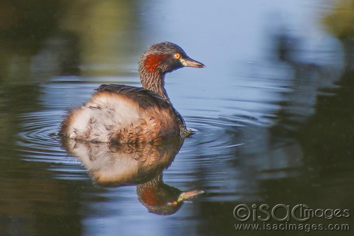 Click image for larger version

Name:	9269-Australasian_Grebe.jpg
Views:	78
Size:	87.4 KB
ID:	479044
