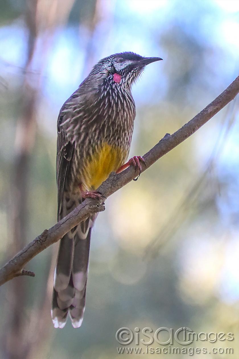 Click image for larger version

Name:	9325-Red_Wattle_Bird.jpg
Views:	95
Size:	91.0 KB
ID:	479047