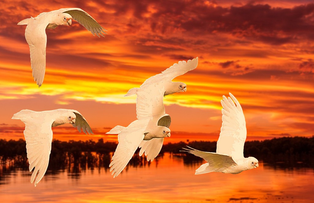 Click image for larger version

Name:	Corellas-2.jpg
Views:	98
Size:	129.7 KB
ID:	469450