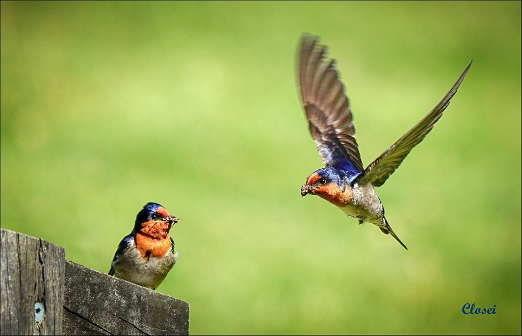 Click image for larger version

Name:	closei_birds.jpg
Views:	46
Size:	126.0 KB
ID:	457500