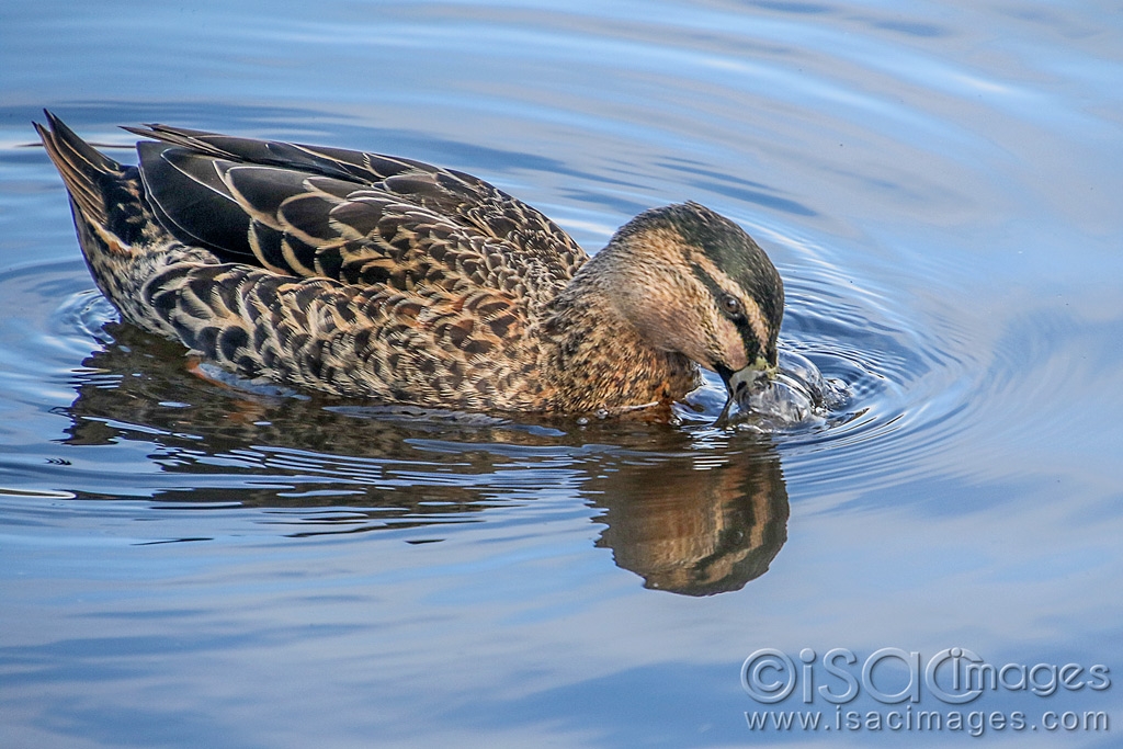 Click image for larger version

Name:	9599-Pacific_Blck_Duck_Bubbles.jpg
Views:	68
Size:	473.7 KB
ID:	479458
