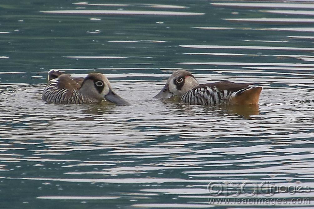 Click image for larger version

Name:	5348-Pink_Eared_Ducks.jpg
Views:	74
Size:	121.7 KB
ID:	479475