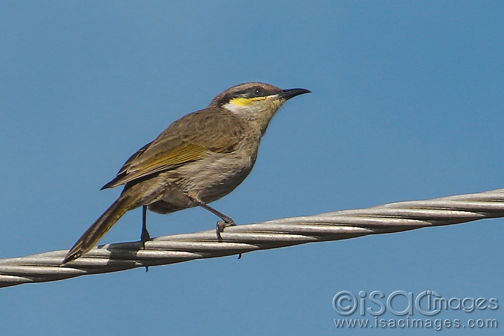 Click image for larger version

Name:	9955-Singing_Honeyeater.jpg
Views:	83
Size:	371.4 KB
ID:	479629
