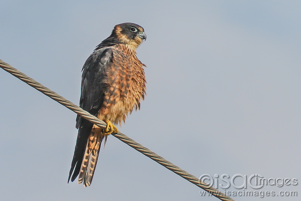 Click image for larger version

Name:	9952-Australian_Hobby.jpg
Views:	79
Size:	318.5 KB
ID:	479631