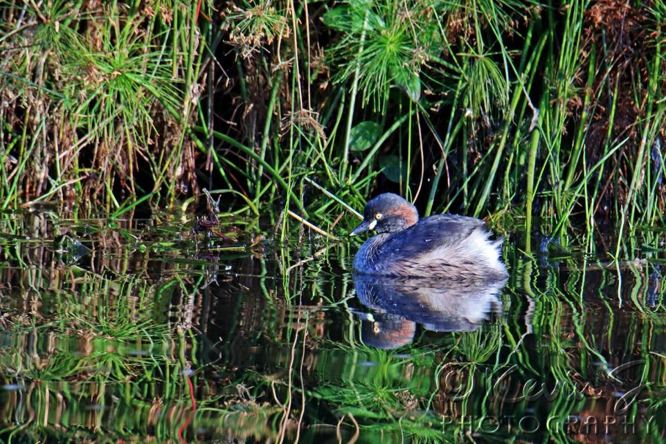 Click image for larger version

Name:	Grebe.jpg
Views:	63
Size:	176.5 KB
ID:	479811