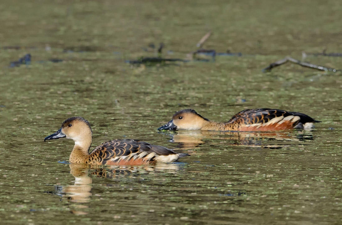 Click image for larger version

Name:	20210713_EaglebyWetlands_0076_sml.jpg
Views:	102
Size:	456.1 KB
ID:	479895
