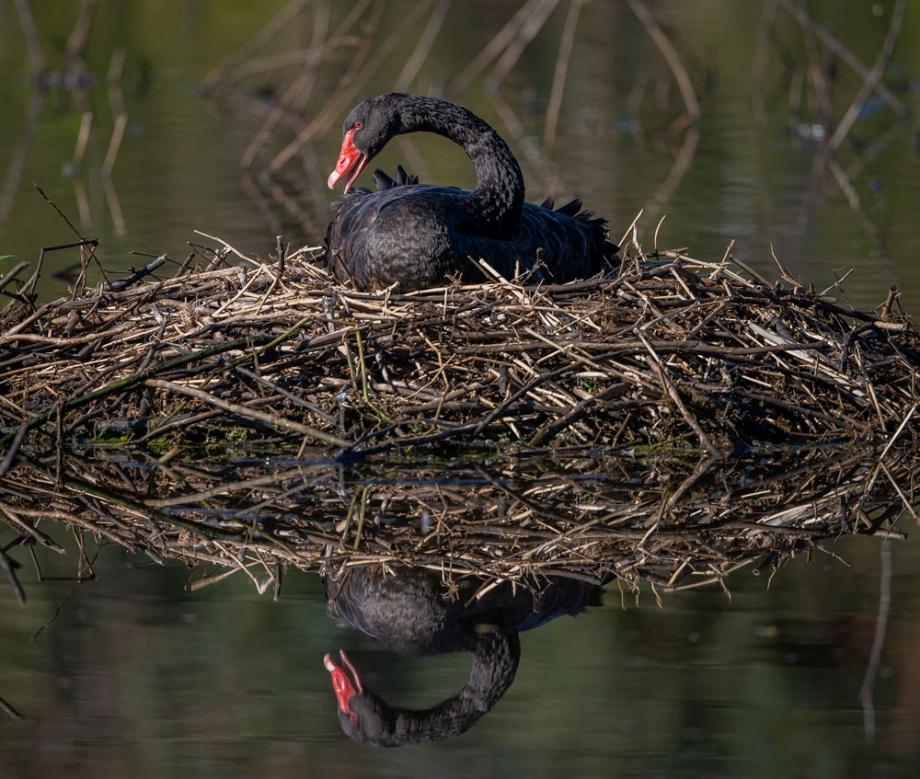 Click image for larger version

Name:	20210713_EaglebyWetlands_0054_sml.jpg
Views:	101
Size:	119.0 KB
ID:	479940