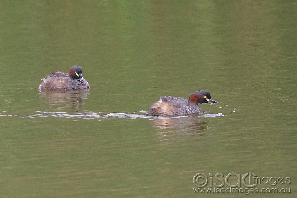 Click image for larger version

Name:	6167-Australasian_Grebes.jpg
Views:	89
Size:	411.1 KB
ID:	476180