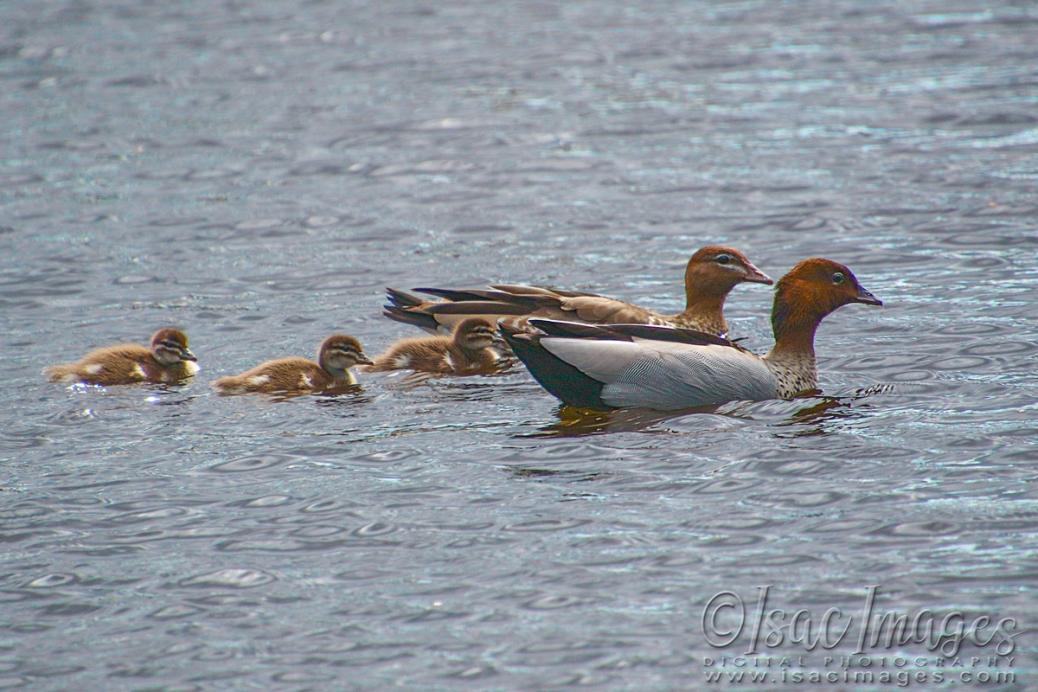 Click image for larger version

Name:	1081-Wood_Duck_Family.jpg
Views:	54
Size:	107.0 KB
ID:	480463