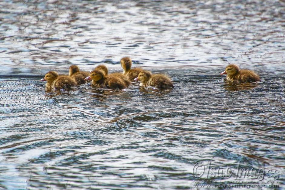 Click image for larger version

Name:	1084-Wood_Duck_Babies.jpg
Views:	39
Size:	135.7 KB
ID:	480465