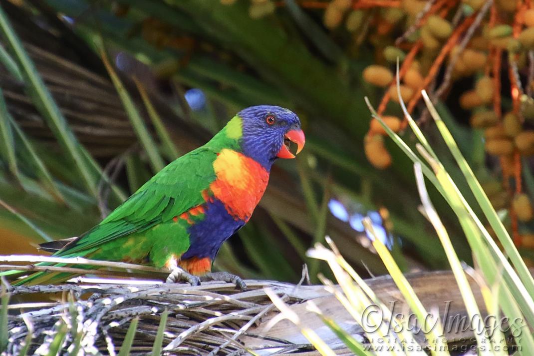 Click image for larger version

Name:	1513-Rainbow_Lorikeet.jpg
Views:	52
Size:	109.2 KB
ID:	480639