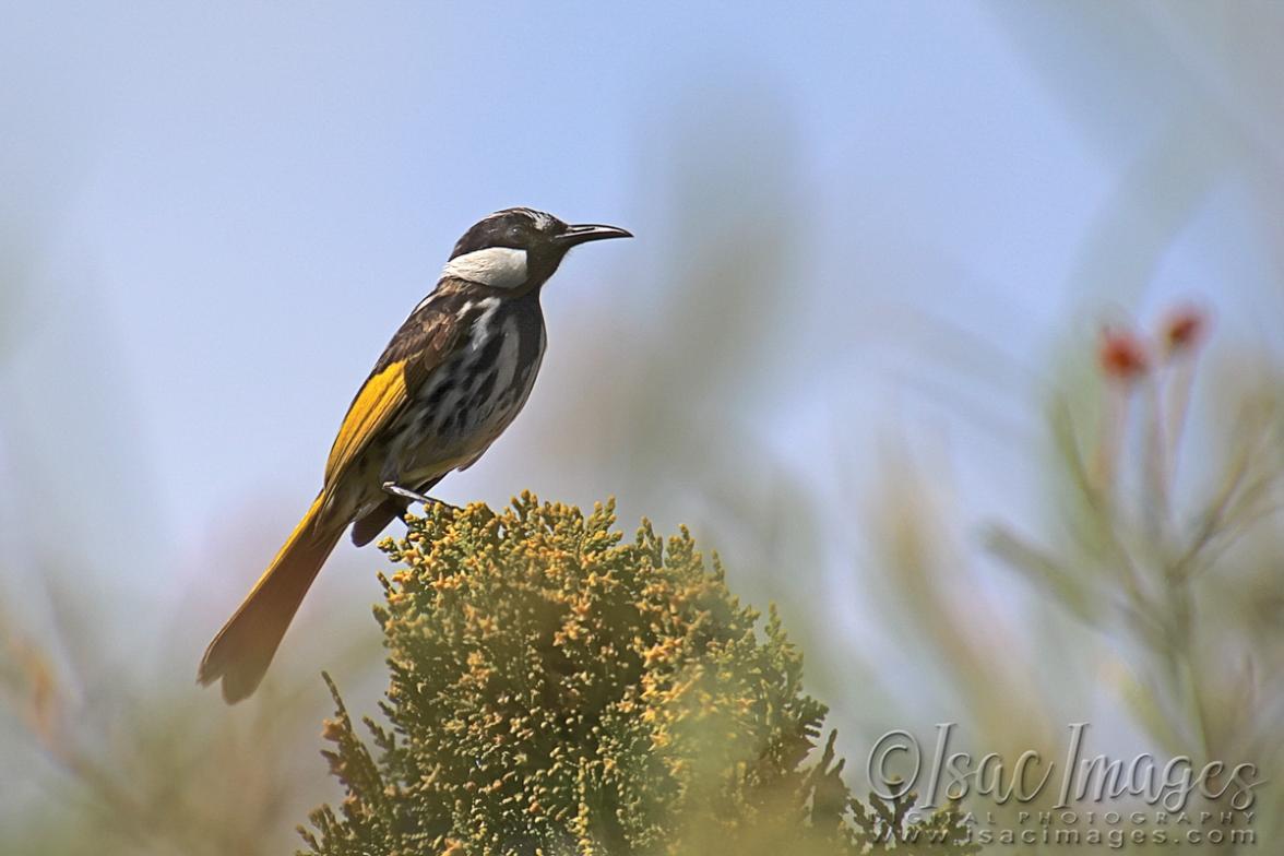 Click image for larger version

Name:	1483-White_Cheeked_Honeyeater.jpg
Views:	40
Size:	75.2 KB
ID:	480640