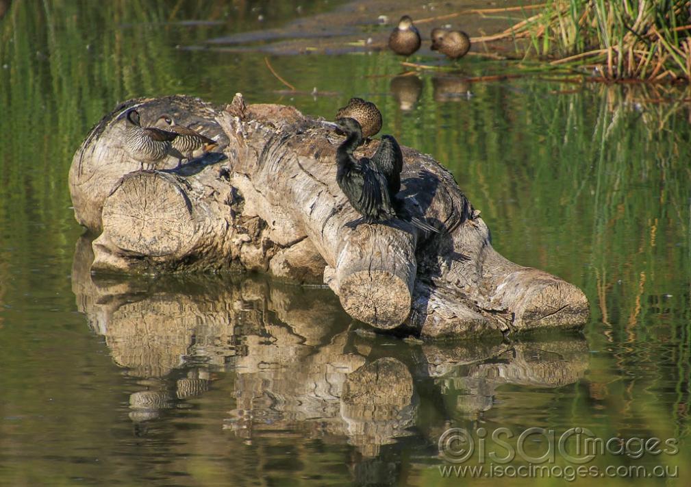 Click image for larger version

Name:	6068-Ducks_On_Log.jpg
Views:	42
Size:	128.7 KB
ID:	476141