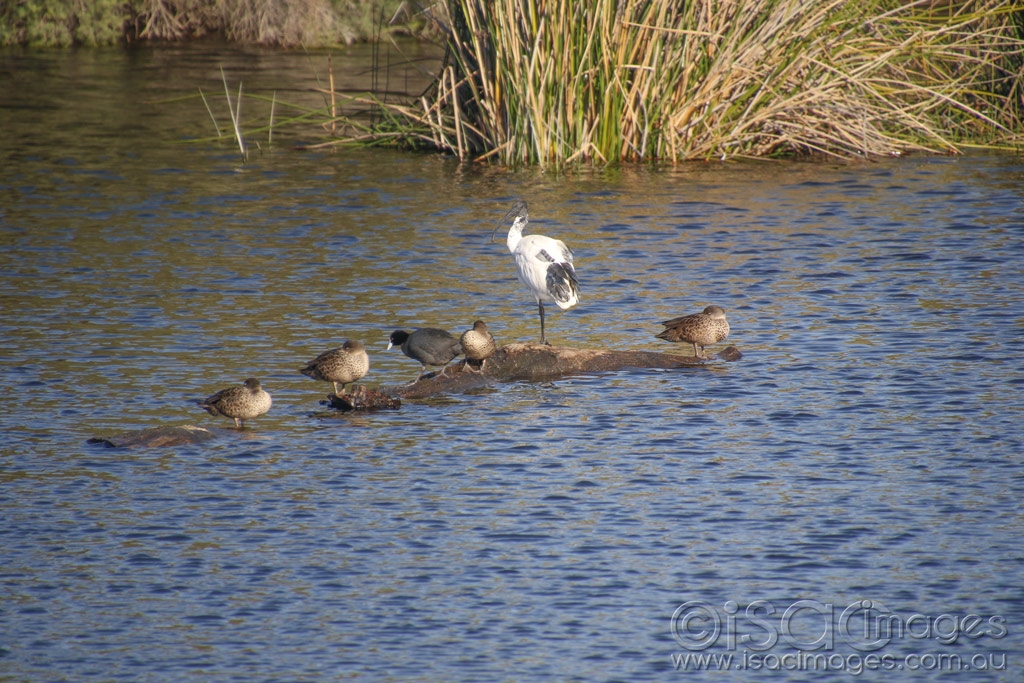 Click image for larger version

Name:	8352-Ducks_on_Log.jpg
Views:	43
Size:	549.4 KB
ID:	476138