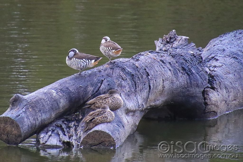 Click image for larger version

Name:	5812-Pink_Eared_Ducks.jpg
Views:	42
Size:	514.9 KB
ID:	476139