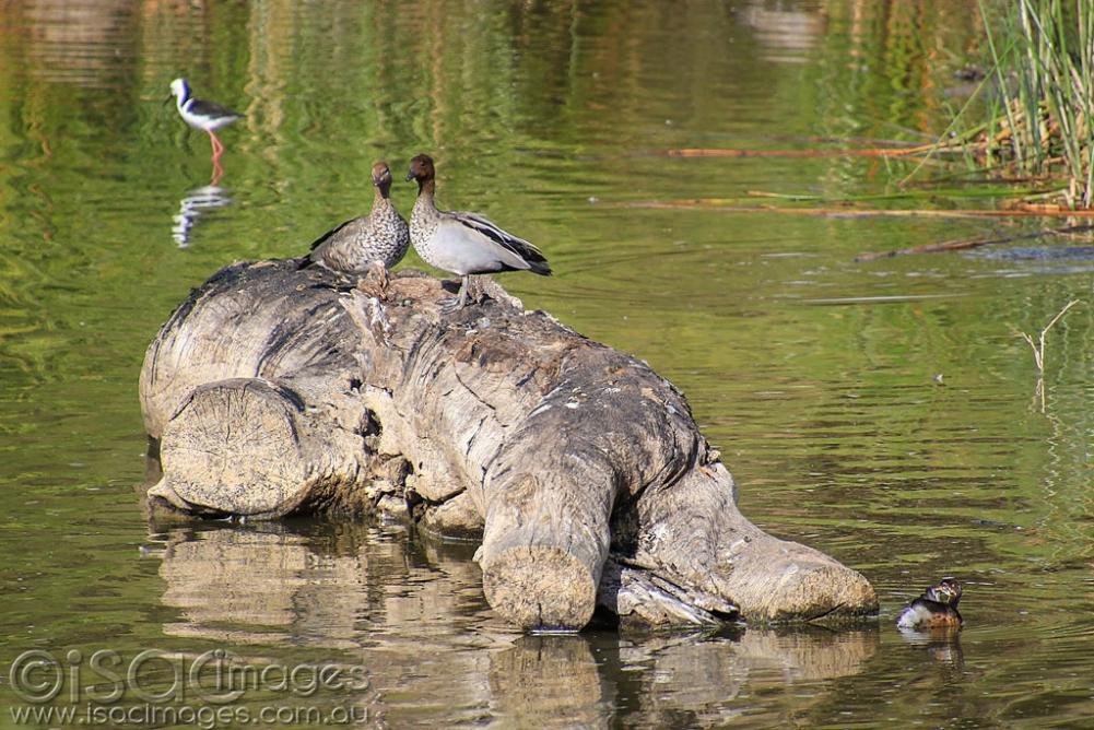 Click image for larger version

Name:	5893-Wood_Ducks.jpg
Views:	43
Size:	136.3 KB
ID:	476140