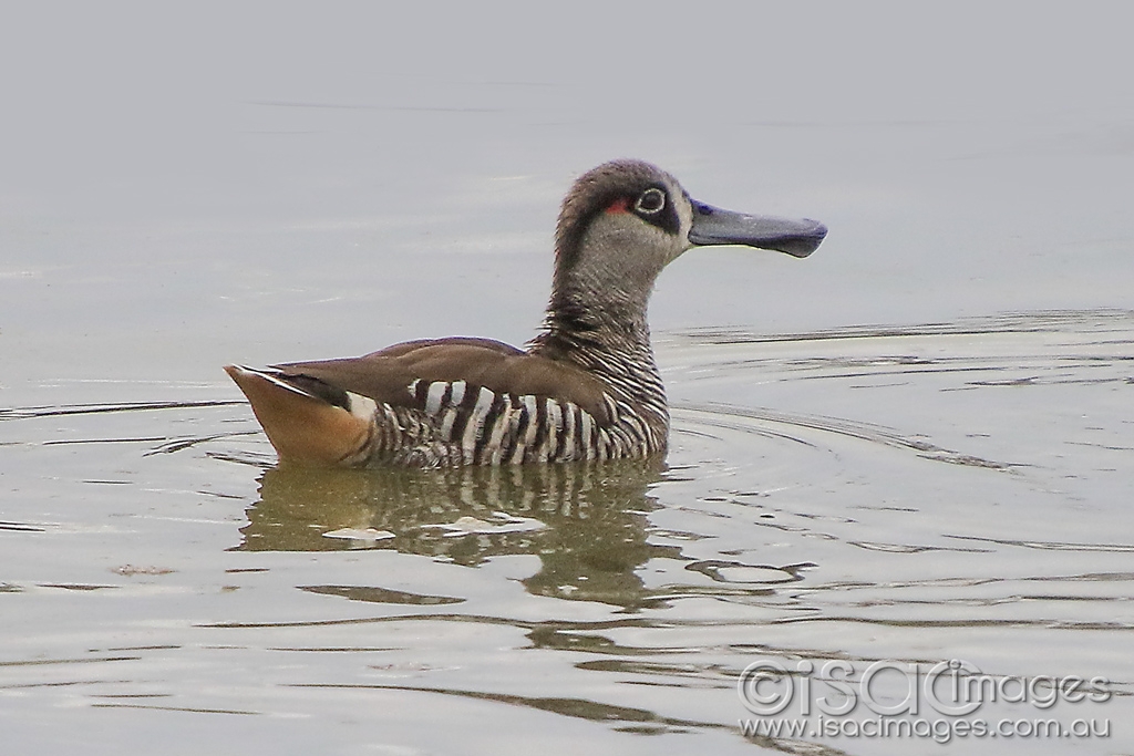 Click image for larger version

Name:	6100-Pink_Eared_Duck.jpg
Views:	69
Size:	351.7 KB
ID:	476165