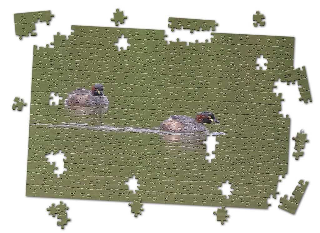 Click image for larger version

Name:	Grebes_Jigsaw.jpg
Views:	60
Size:	486.0 KB
ID:	476189