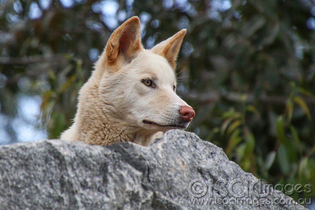 Click image for larger version

Name:	5712-Dingo.jpg
Views:	56
Size:	243.3 KB
ID:	453162
