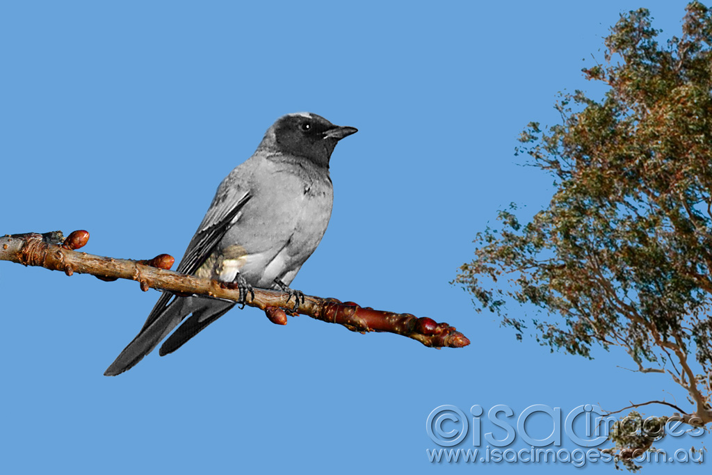 Click image for larger version

Name:	0015-Black-Faced-Cuckoo-Shrike-A.jpg
Views:	84
Size:	184.5 KB
ID:	453444