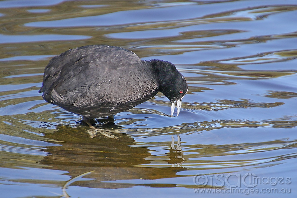 Click image for larger version

Name:	0683-Eurasian_Coot.jpg
Views:	43
Size:	485.3 KB
ID:	473819