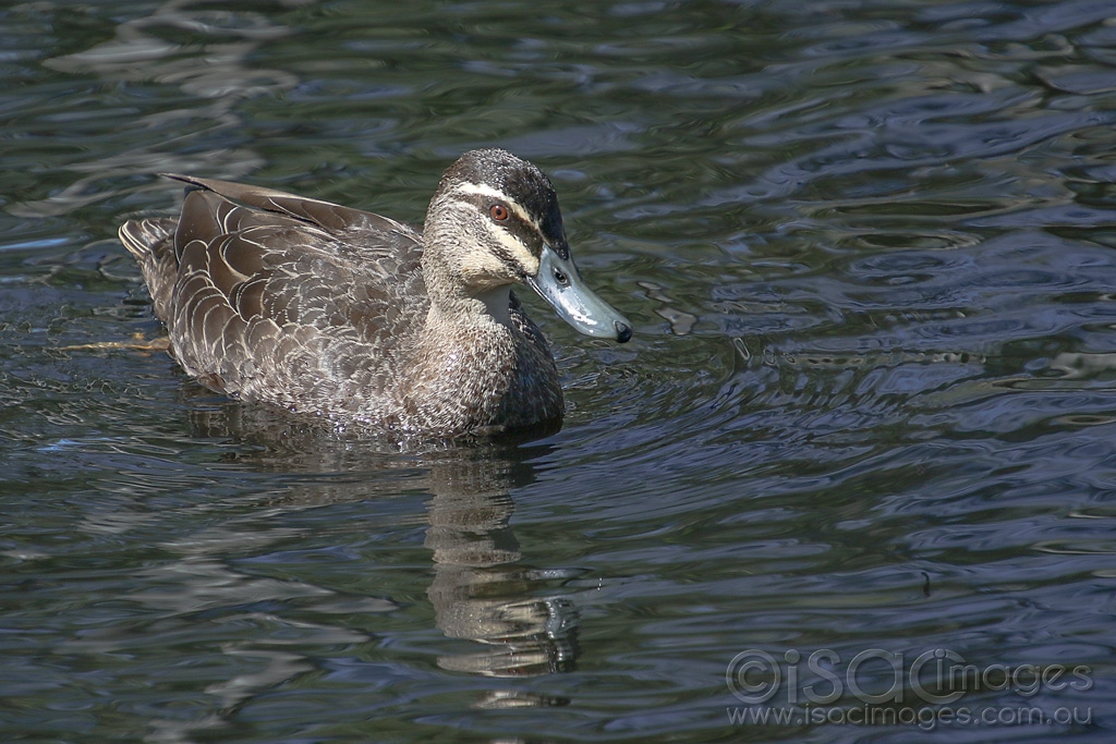 Click image for larger version

Name:	0637-Pacific_Black_Duck.jpg
Views:	44
Size:	481.0 KB
ID:	473820