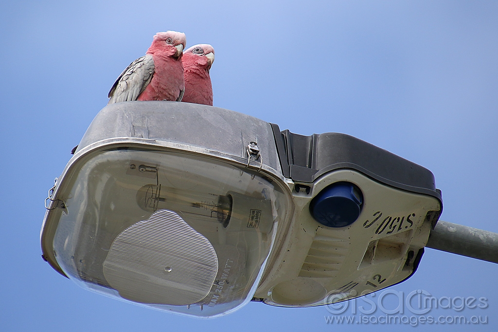 Click image for larger version

Name:	0597-Pink_&amp;_Greys.jpg
Views:	46
Size:	401.0 KB
ID:	473818