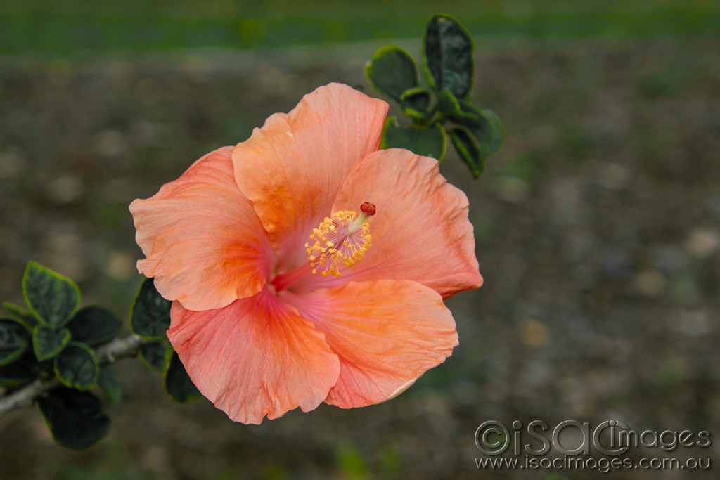 Click image for larger version

Name:	0560-Orange_Hibiscus.jpg
Views:	19
Size:	102.0 KB
ID:	466256