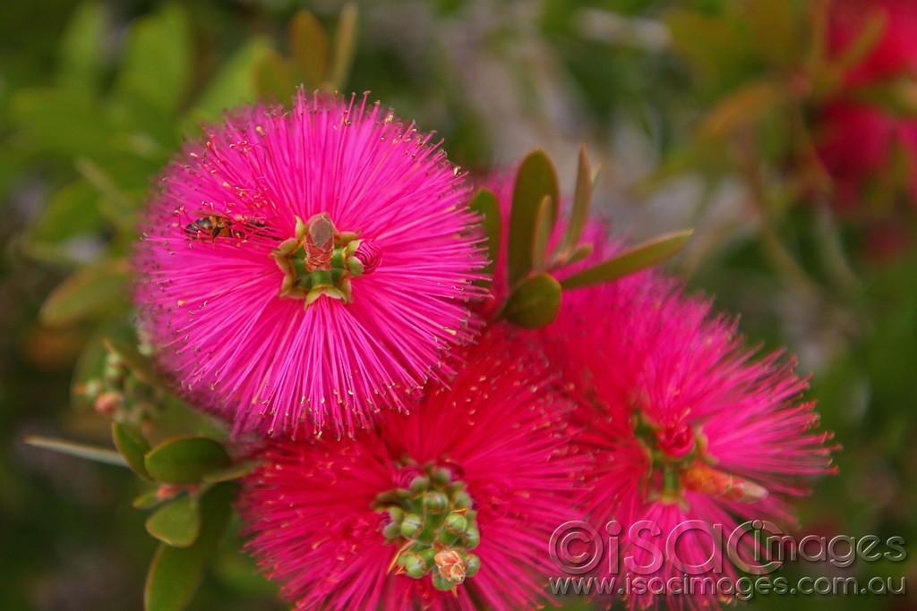 Click image for larger version

Name:	0246-BeeInBottlebrush.jpg
Views:	46
Size:	145.6 KB
ID:	458575