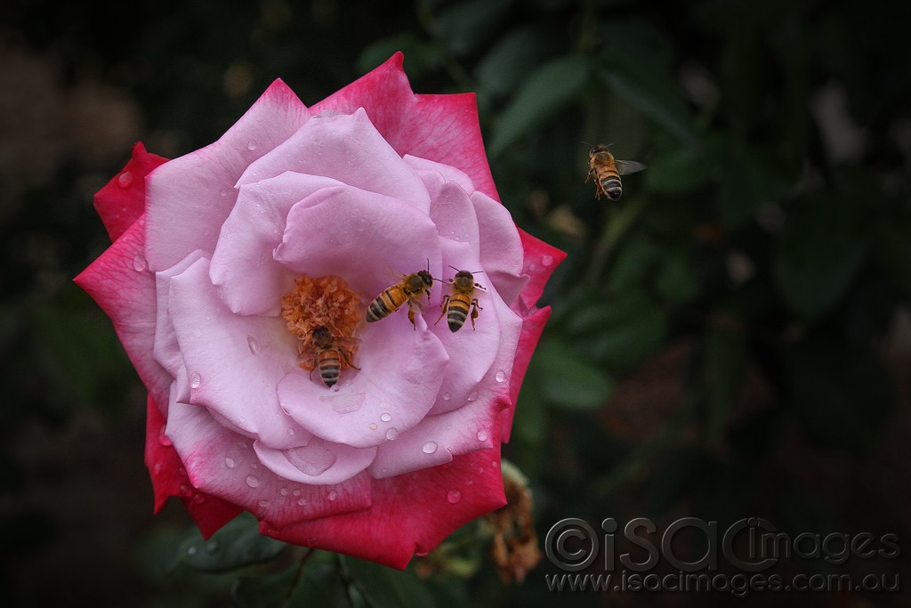 Click image for larger version

Name:	8802-Bees-in-Deep-Purple-Rose.jpg
Views:	39
Size:	105.2 KB
ID:	458228