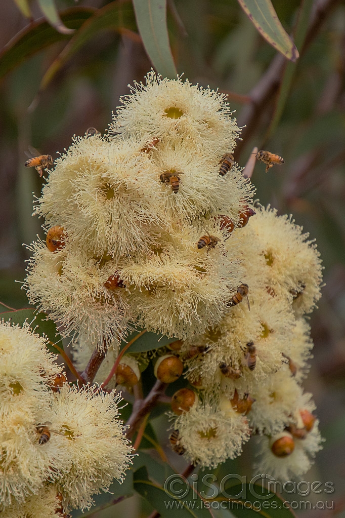 Click image for larger version

Name:	9859-Bees_In_Flowering_Gum.jpg
Views:	75
Size:	540.8 KB
ID:	473508