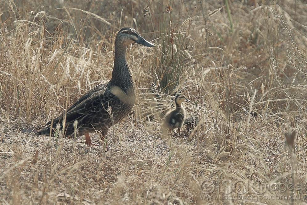 Click image for larger version

Name:	2610_Pacific_Black_with_Juvenile.jpg
Views:	36
Size:	165.3 KB
ID:	474536
