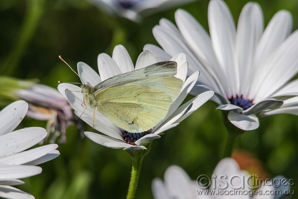 Click image for larger version

Name:	0770-Cabbage_Moth.jpg
Views:	31
Size:	137.9 KB
ID:	466410