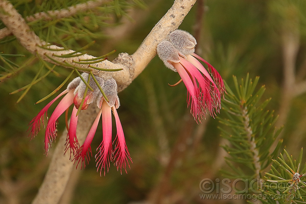 Click image for larger version

Name:	9088-One-Sided_Bottlebrush.jpg
Views:	38
Size:	466.3 KB
ID:	473111