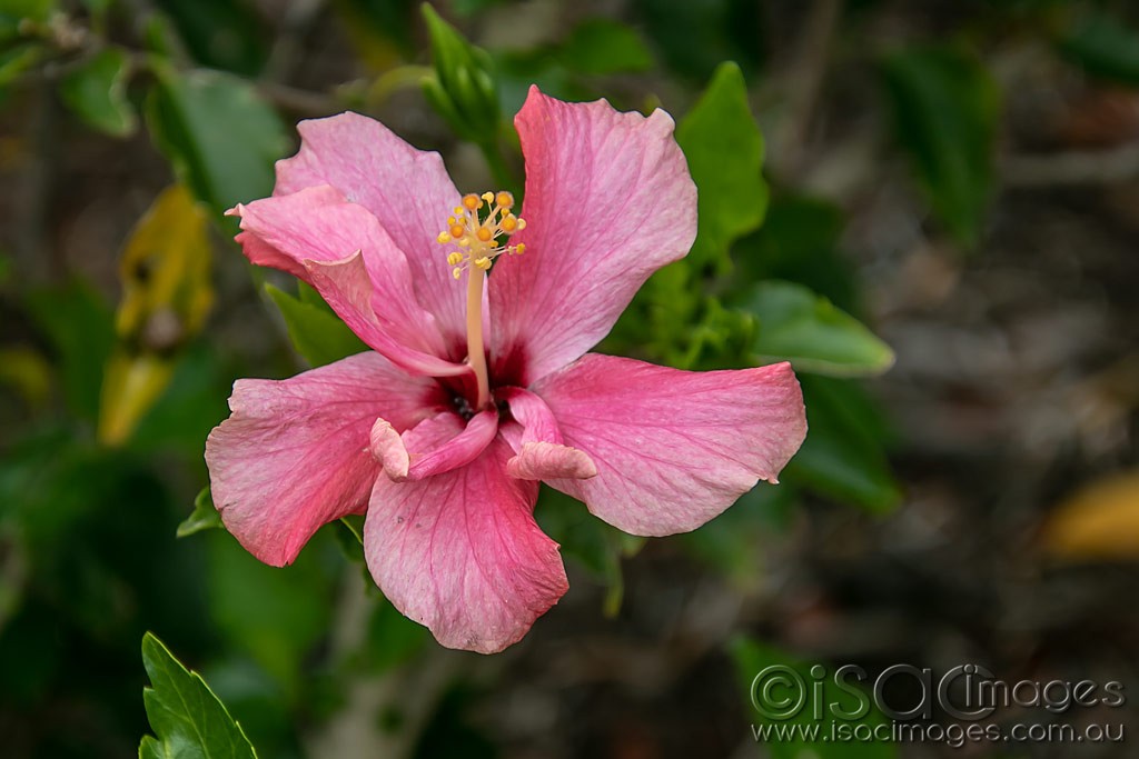 Click image for larger version

Name:	1274-Pink_Hibiscus.jpg
Views:	38
Size:	108.0 KB
ID:	466509