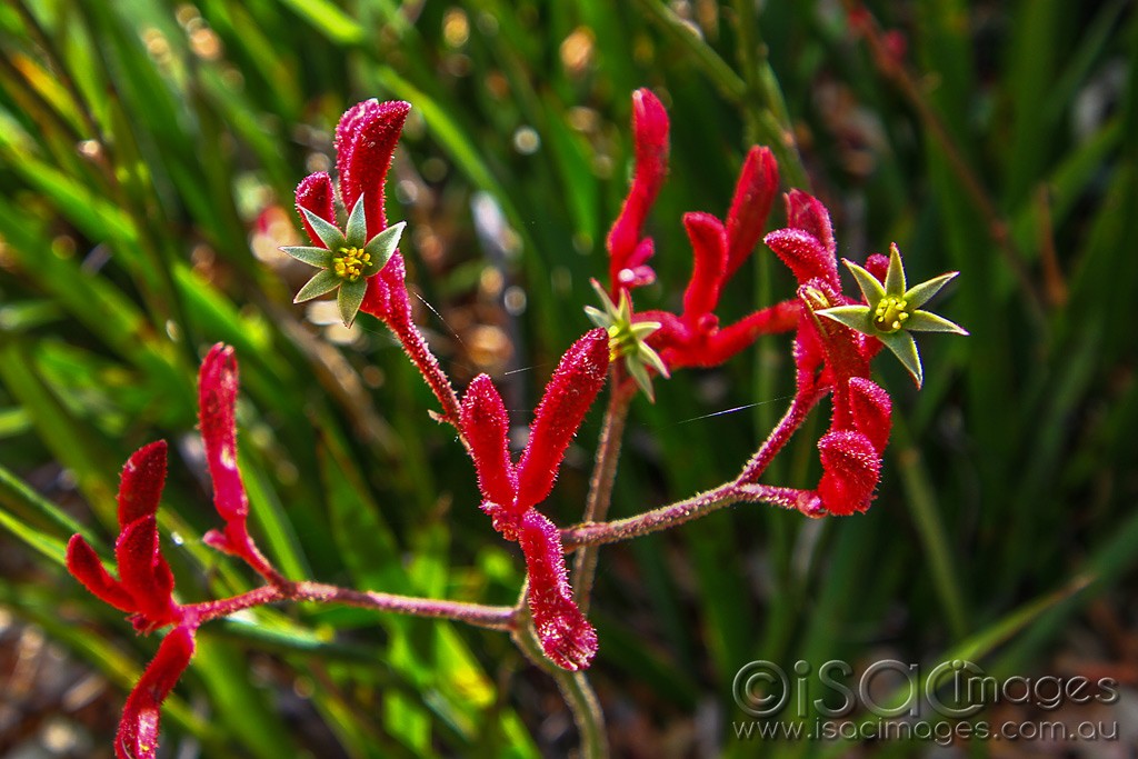 Click image for larger version

Name:	0083-Kangaroo-Paws.jpg
Views:	56
Size:	163.3 KB
ID:	460434