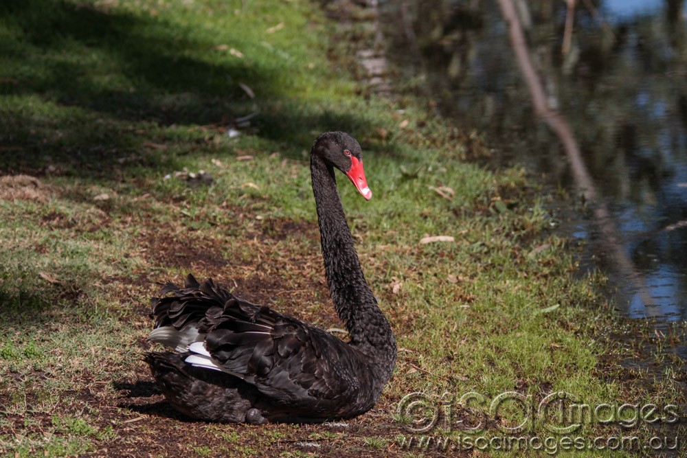 Click image for larger version

Name:	1482_Swan.jpg
Views:	38
Size:	215.3 KB
ID:	465914