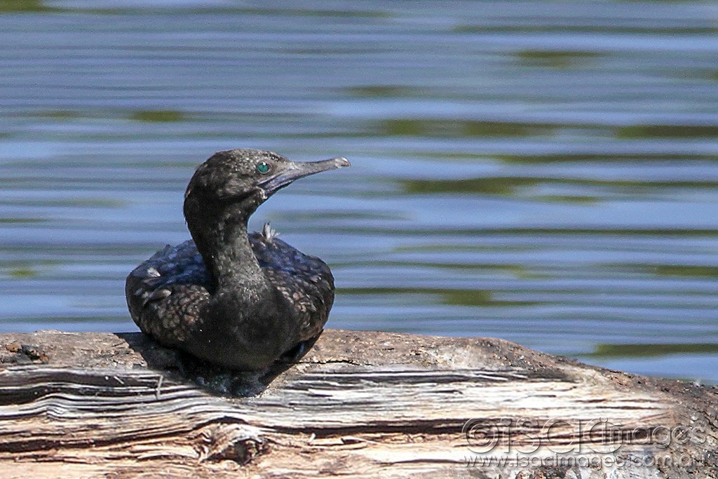 Click image for larger version

Name:	0082-Cormorant.jpg
Views:	33
Size:	206.7 KB
ID:	461277