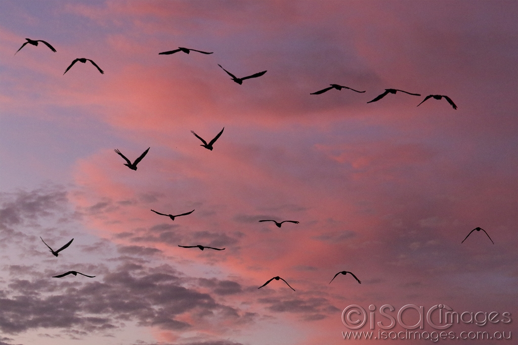 Click image for larger version

Name:	4188-Black_Cockatoos_Sunset.jpg
Views:	102
Size:	358.5 KB
ID:	469683