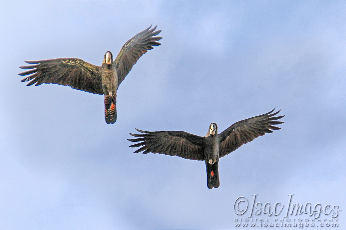 Click image for larger version

Name:	9716-Forest_Red_Tails.jpg
Views:	38
Size:	488.3 KB
ID:	480641