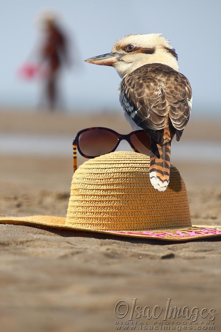 Click image for larger version

Name:	9846_Kookaburra.jpg
Views:	41
Size:	90.2 KB
ID:	480642
