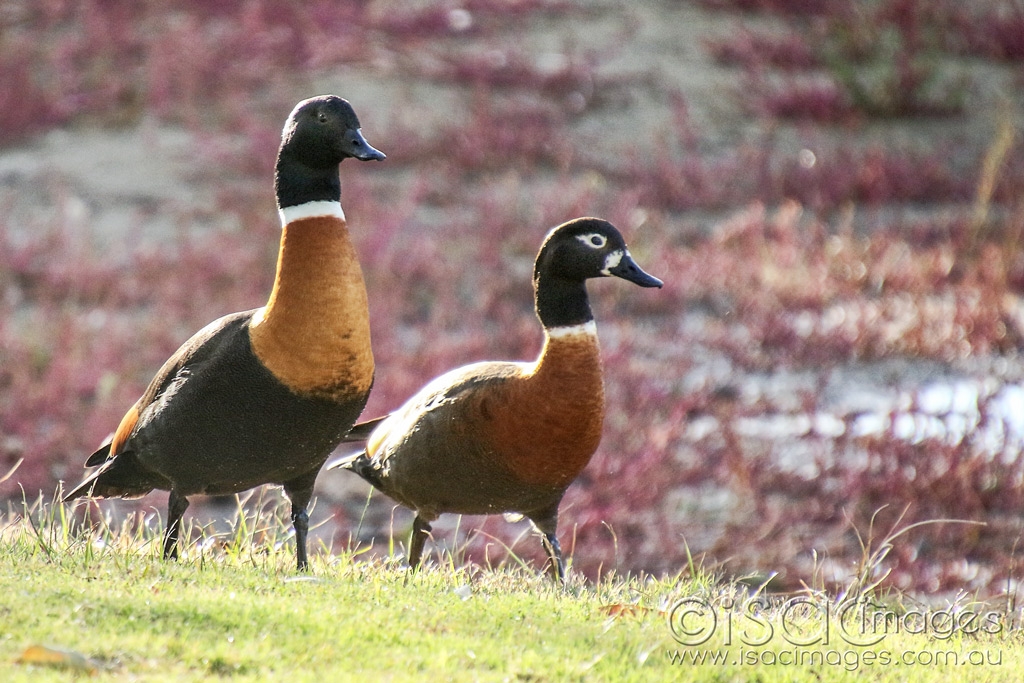 Click image for larger version

Name:	7037-Shelducks.jpg
Views:	136
Size:	485.3 KB
ID:	471728