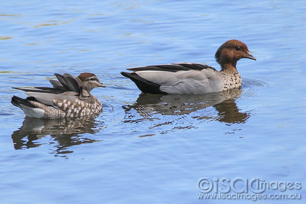 Click image for larger version

Name:	0425-Wood-Ducks.jpg
Views:	20
Size:	168.3 KB
ID:	461015