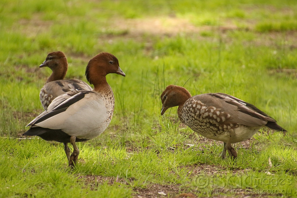Click image for larger version

Name:	9079-Wood_Ducks.jpg
Views:	45
Size:	503.5 KB
ID:	473105