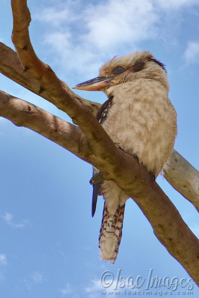 Click image for larger version

Name:	2000-Kookaburra.jpg
Views:	46
Size:	81.4 KB
ID:	480799