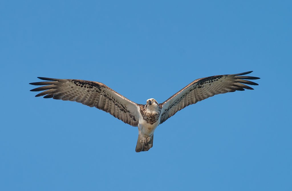 Click image for larger version

Name:	20180619_Kingscliff_0066_sml.jpg
Views:	41
Size:	40.7 KB
ID:	458599